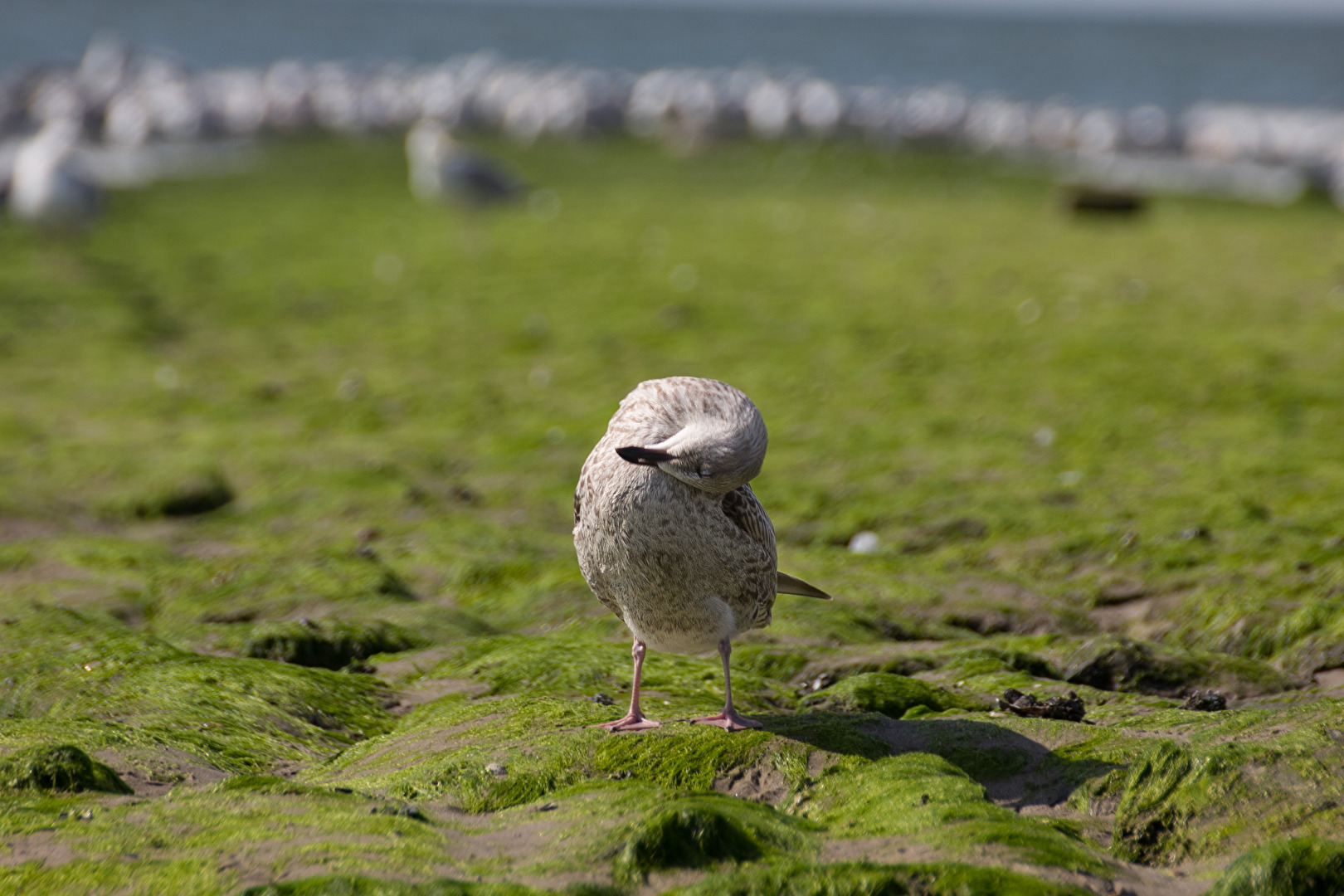 Die akrobatische Möwe steht im Mittelpunkt