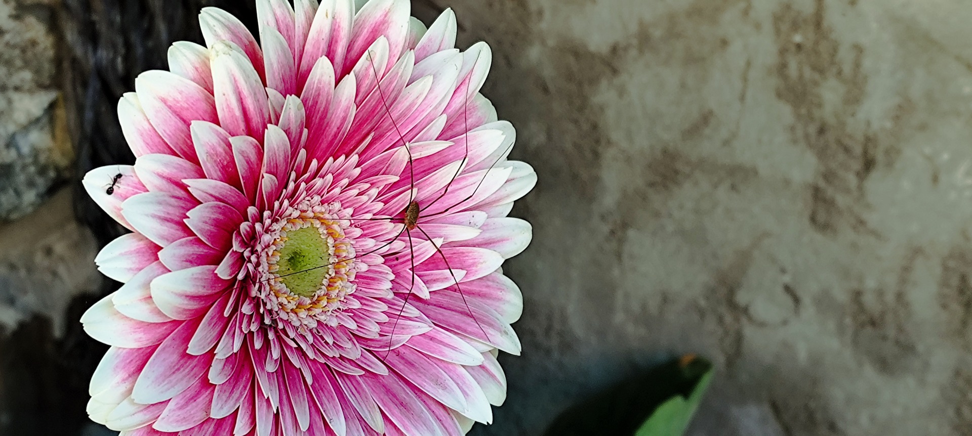 Weberknecht auf Gerbera