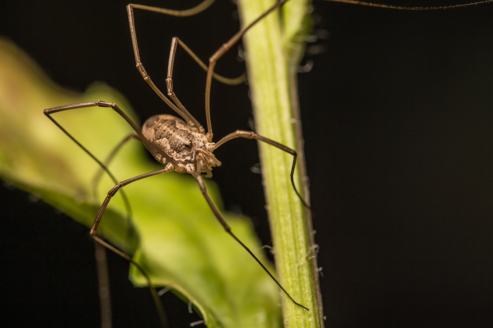 Weberknecht oder auch Opa Langbein