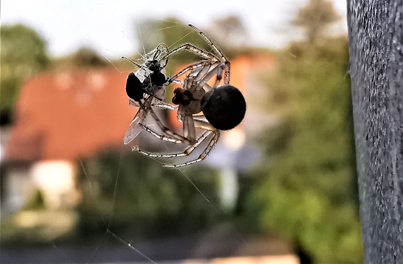 Spinnen und Spinnentiere