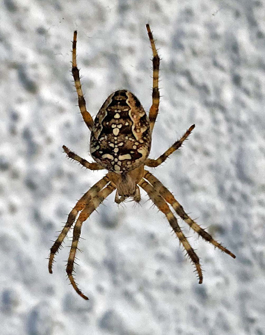 #Tiere #Aberglaube - Spinne am Abend, erquickend und labend...