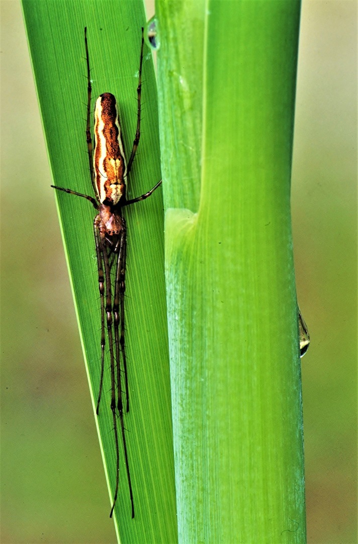 " Macht ihrem Namen alle Ehre "