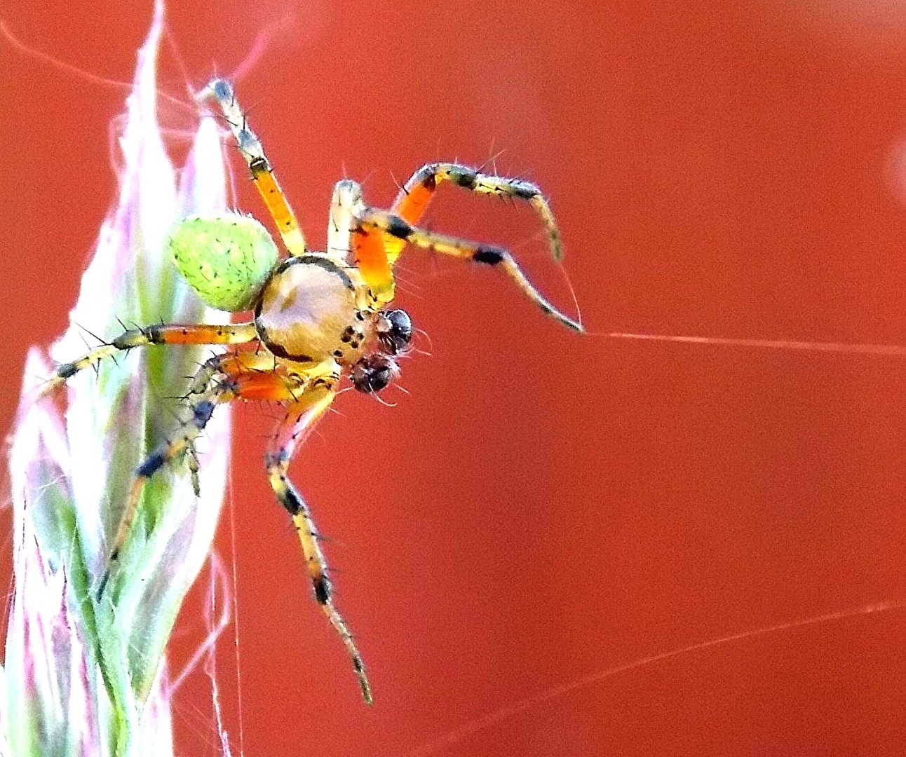 Spinne an Pflanze und Faden