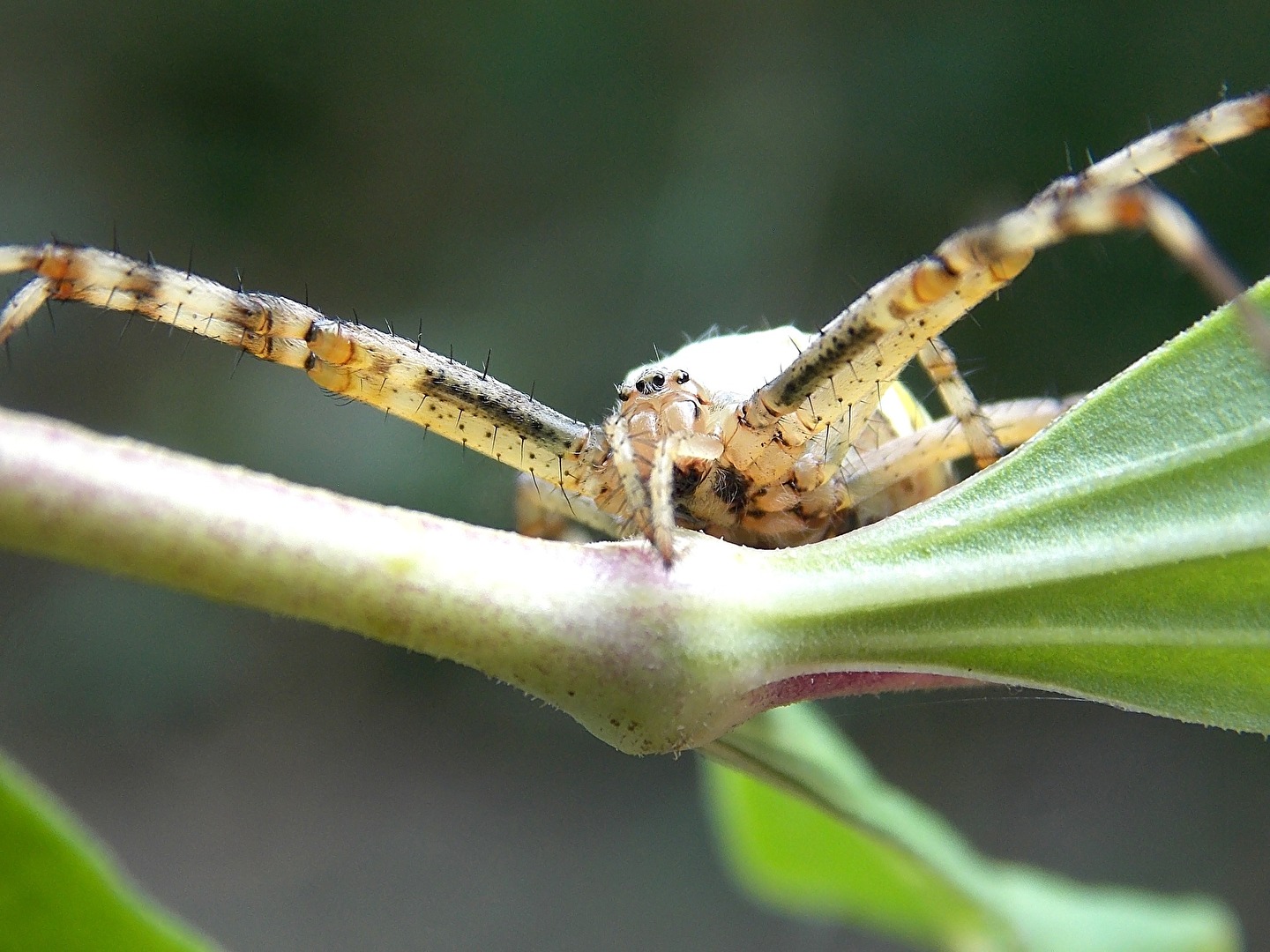 Wespenspinne auf Angriff