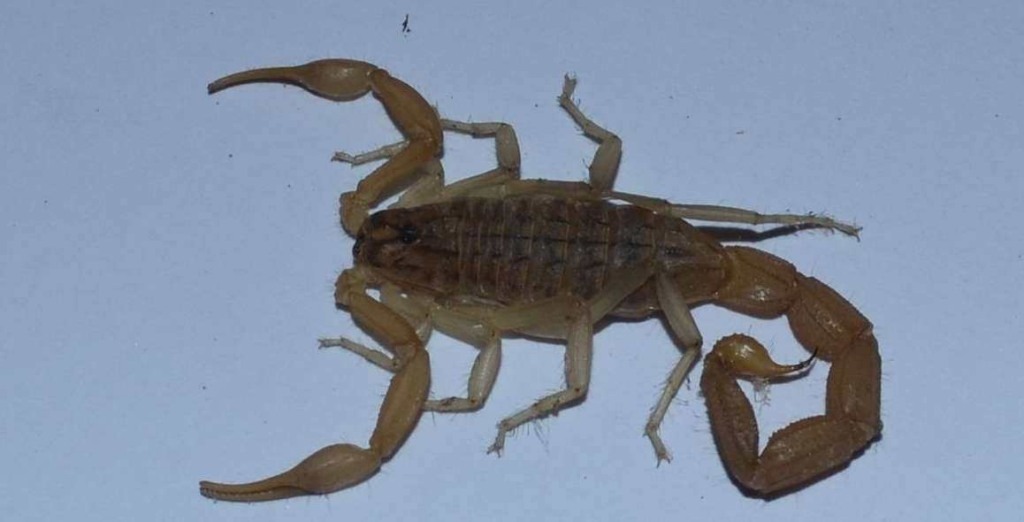 gelber Mittelmeerskorpion