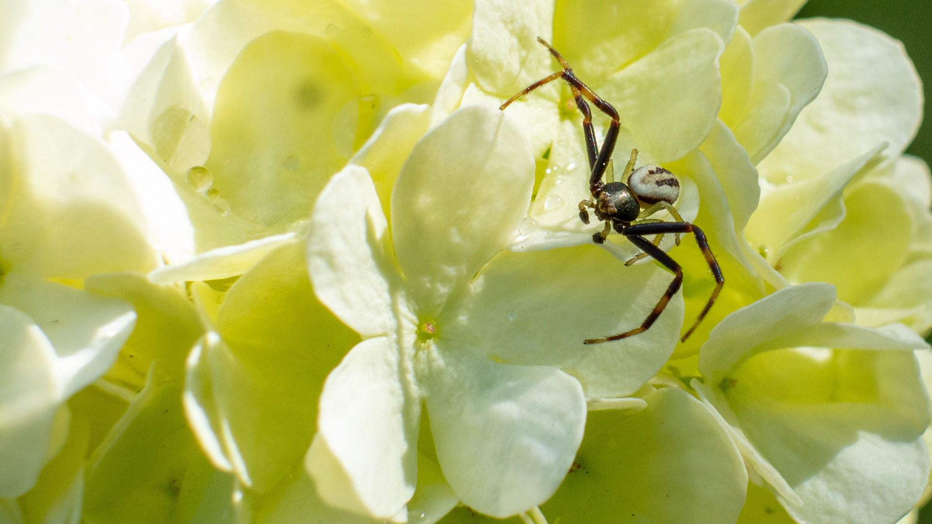 Veränderliche Krabbenspinne auf Schneeball