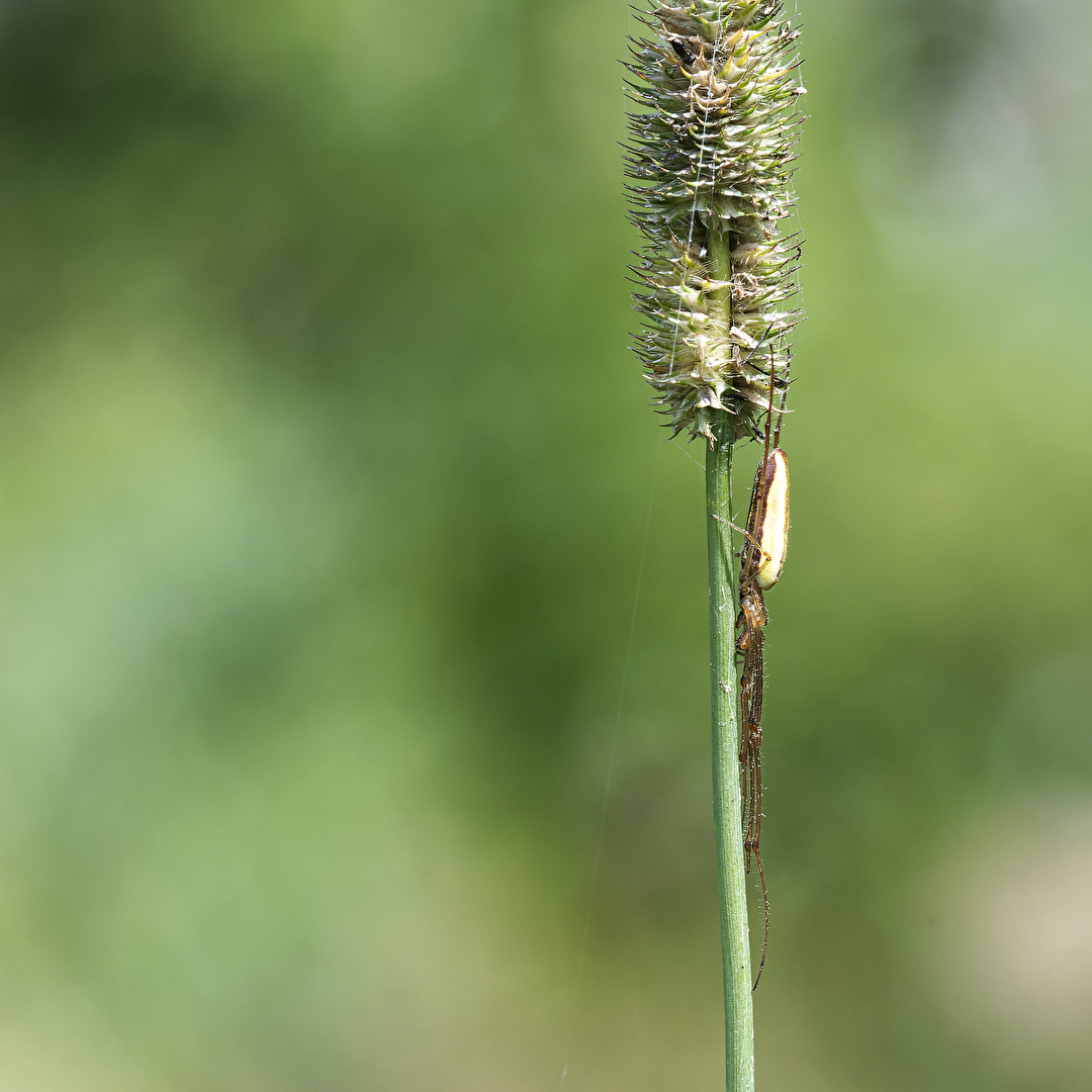 Spinnen und Spinnentiere
