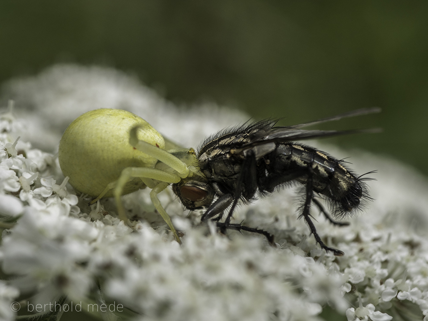 Spinne im Genick