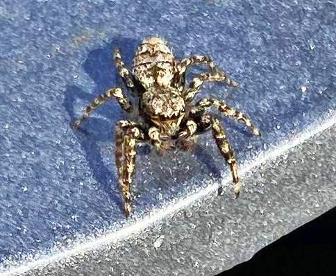 Namen unbekannt, ca.1 cm groß