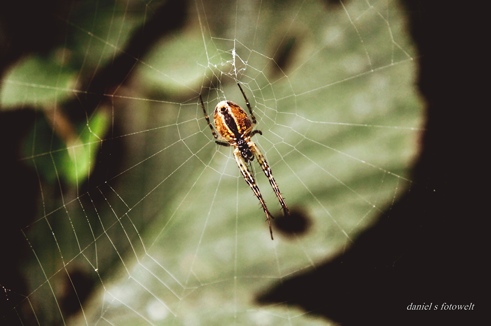Kreuzspinnen Unterseite