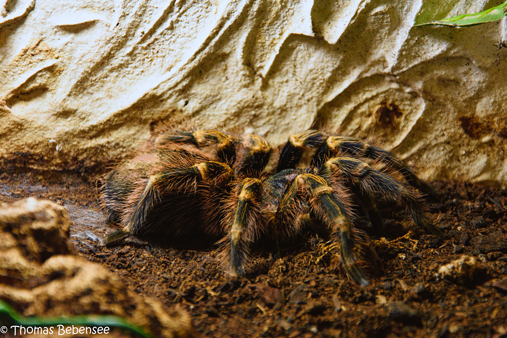 Vogelspinne in Farbe