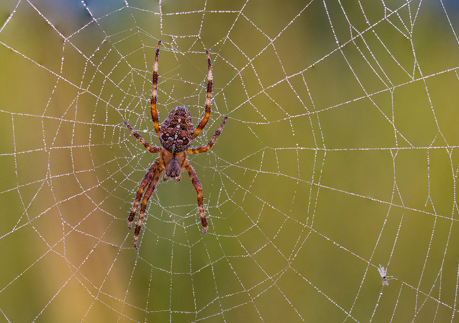 Kreuzspinne im Morgentau