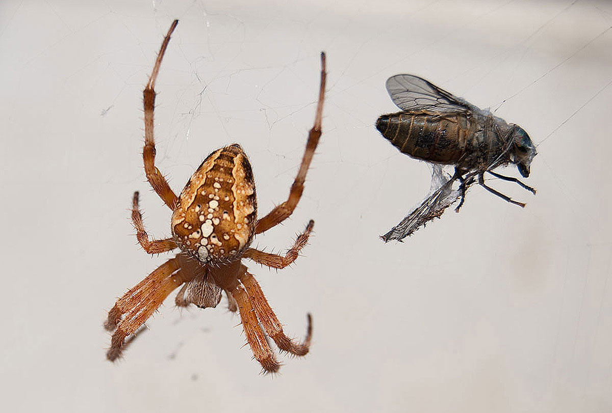 Kreuzspinne mit fetter Beute