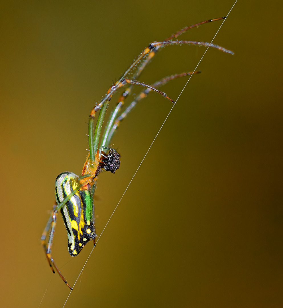 Leucauge decorata