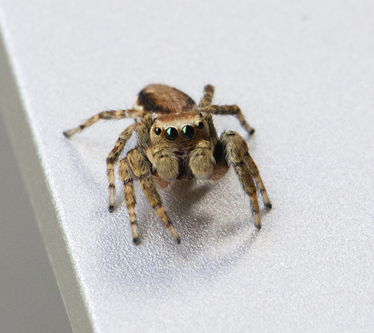 E so chli und e so schön!