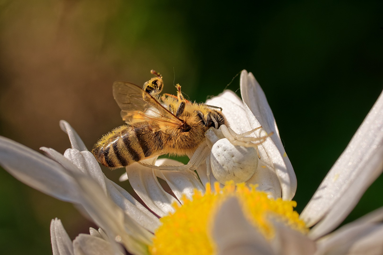 Veränderliche Krabbenspinne mit Beute