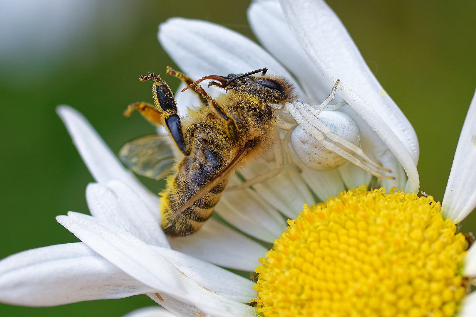 Veränderliche Krabbenspinne mit Honigbiene