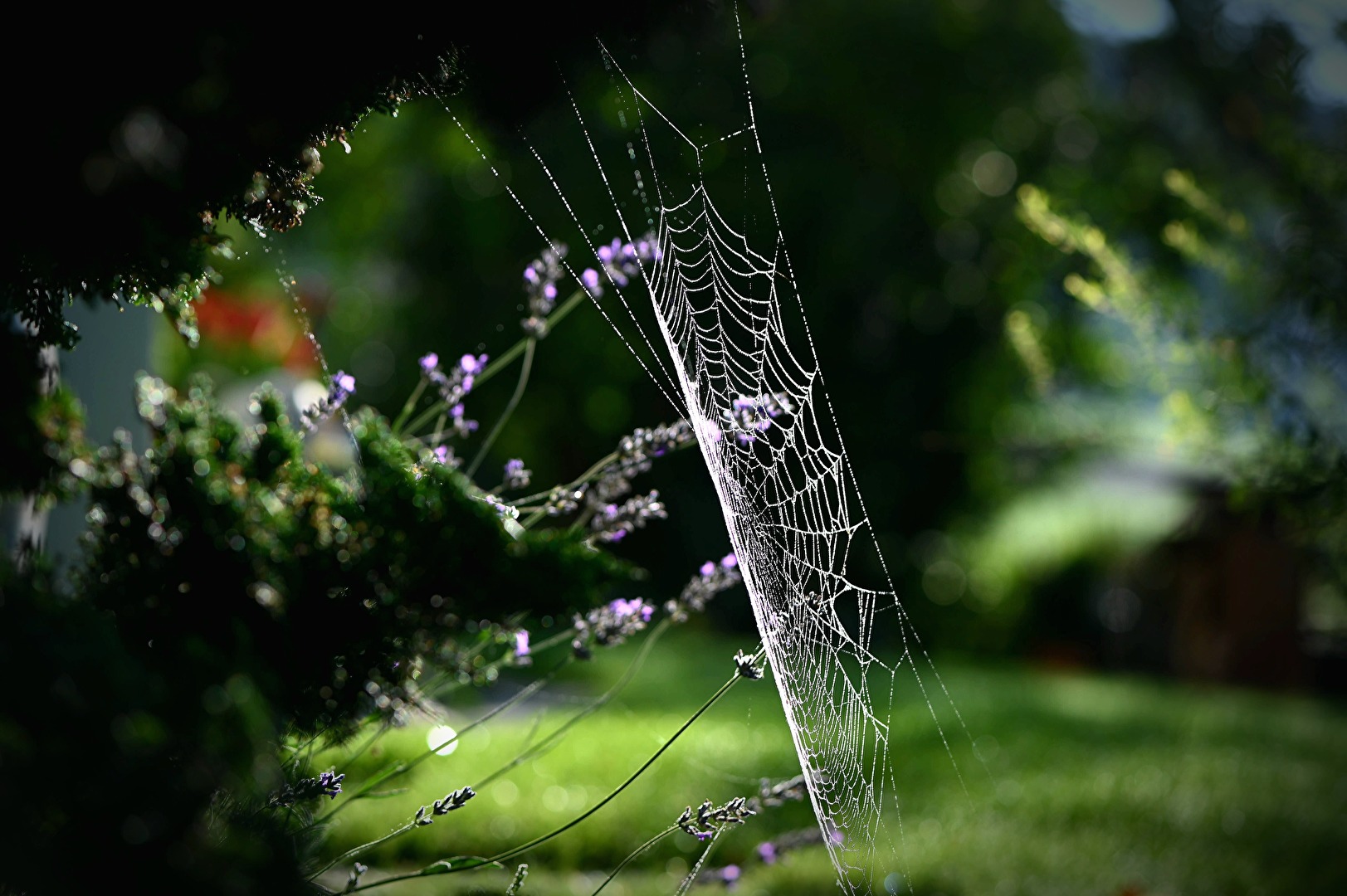 Spinnen Netz