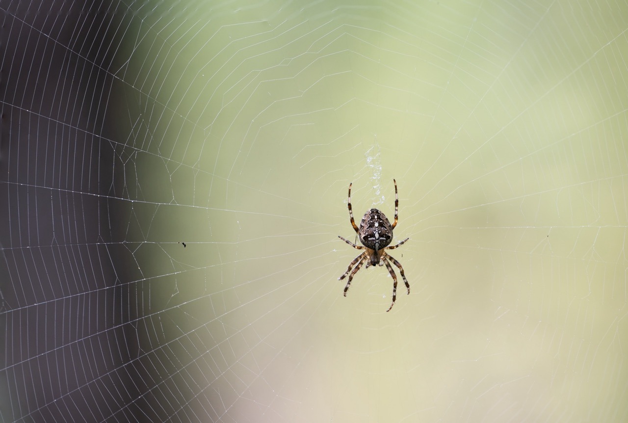 Spinne im Netz