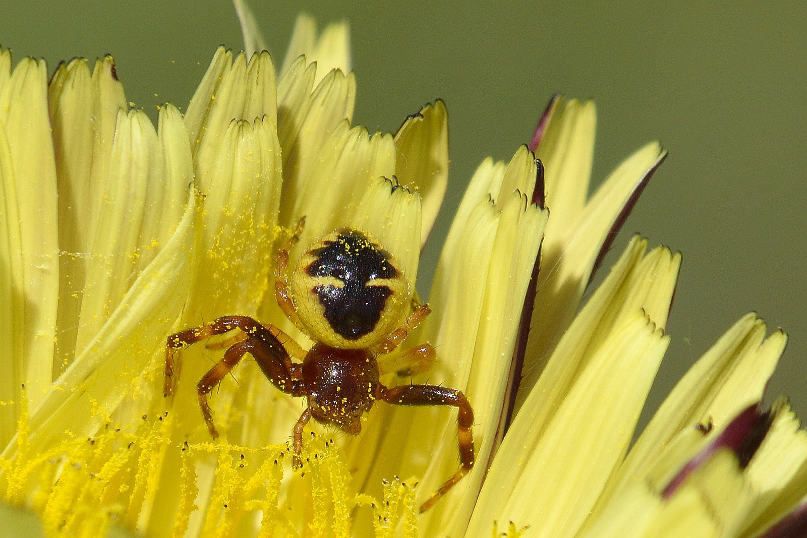 Krabbenspinne im Pollenbad