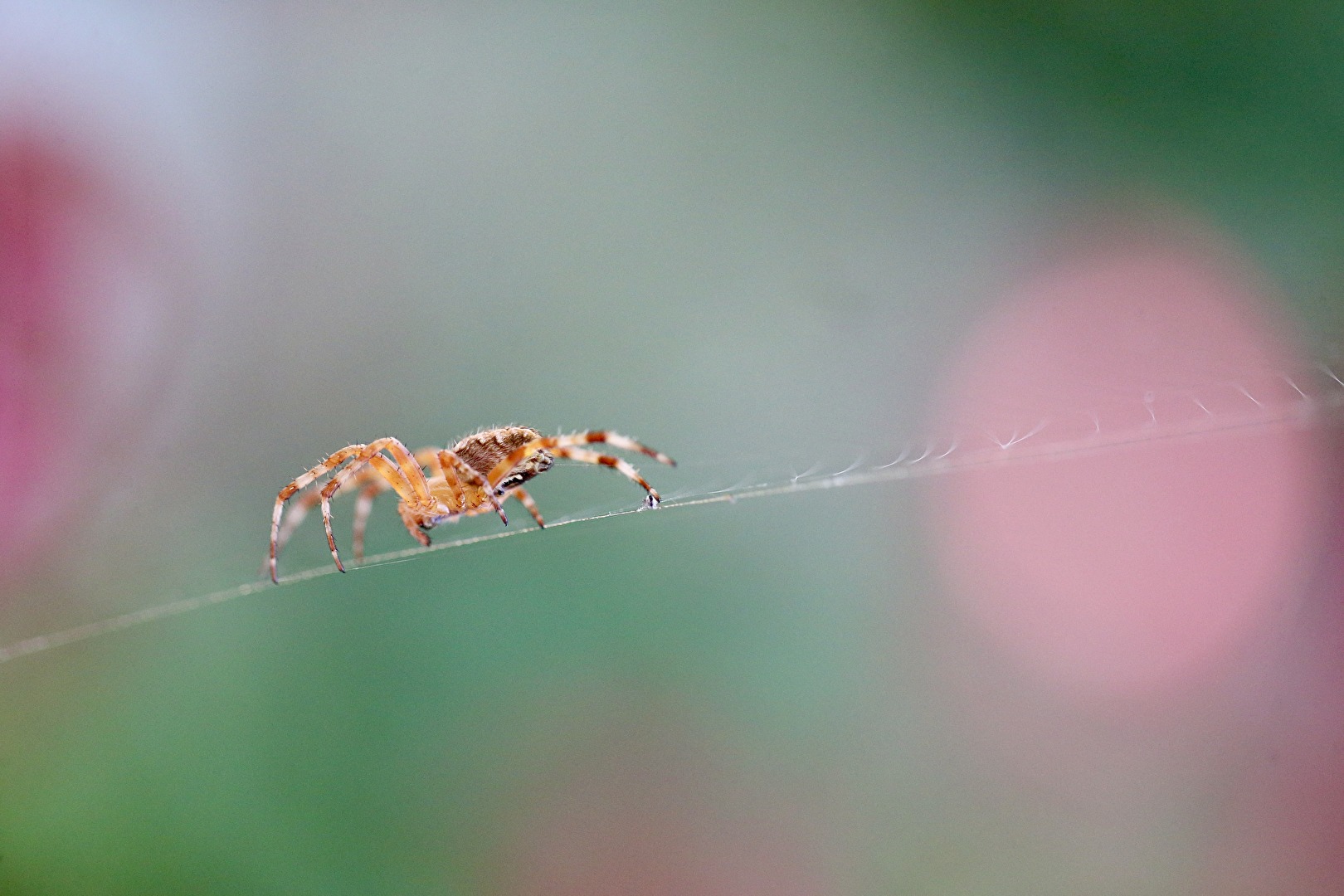 Spinnen und Spinnentiere