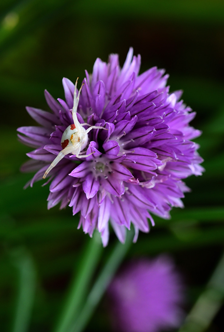 Veränderliche Krabbenspinne (Misumena vatia)