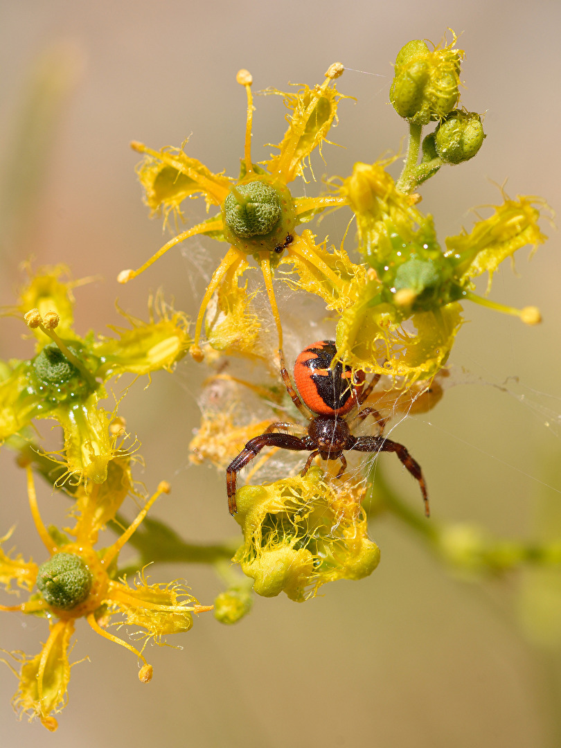 Südliche Glanz-Krabbenspinne auf Ruta angustifolia - Kreuzkraut - Weinraute