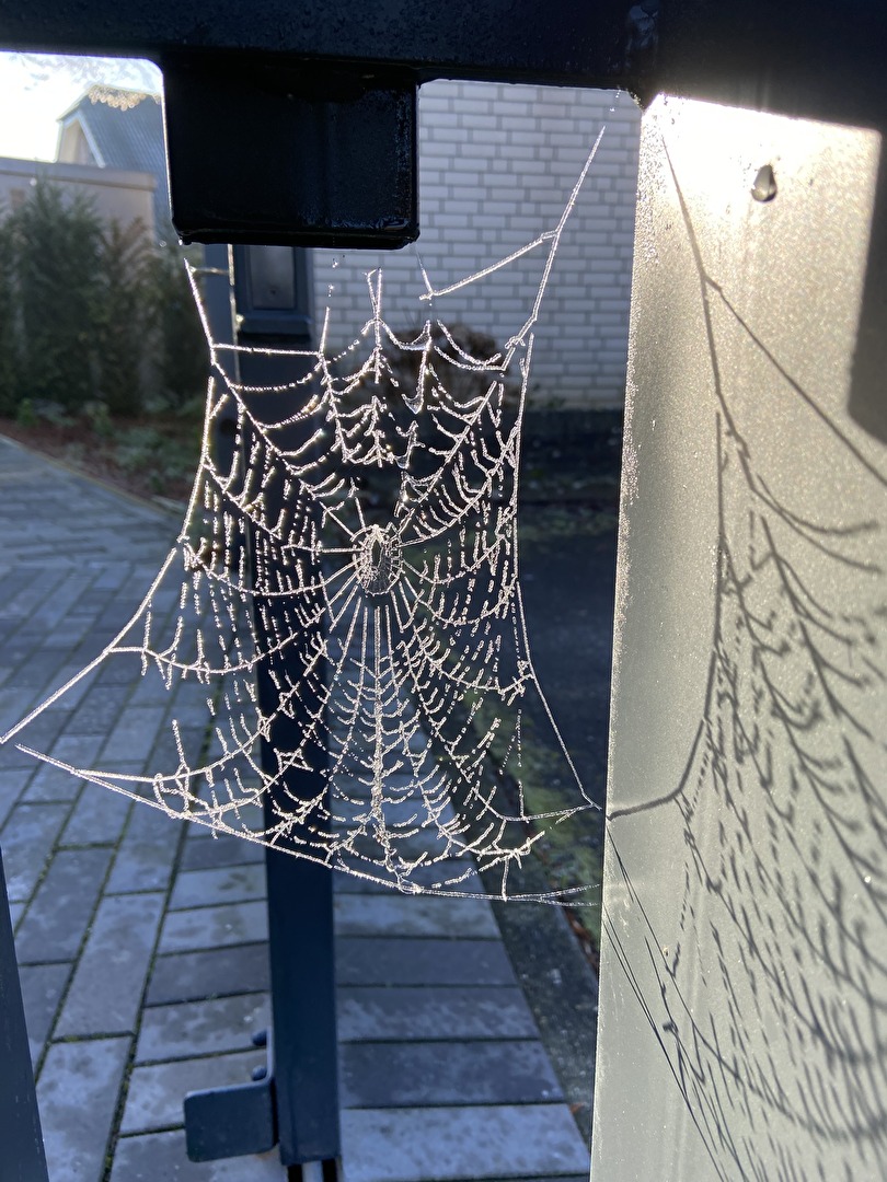 Spinnen und Spinnentiere