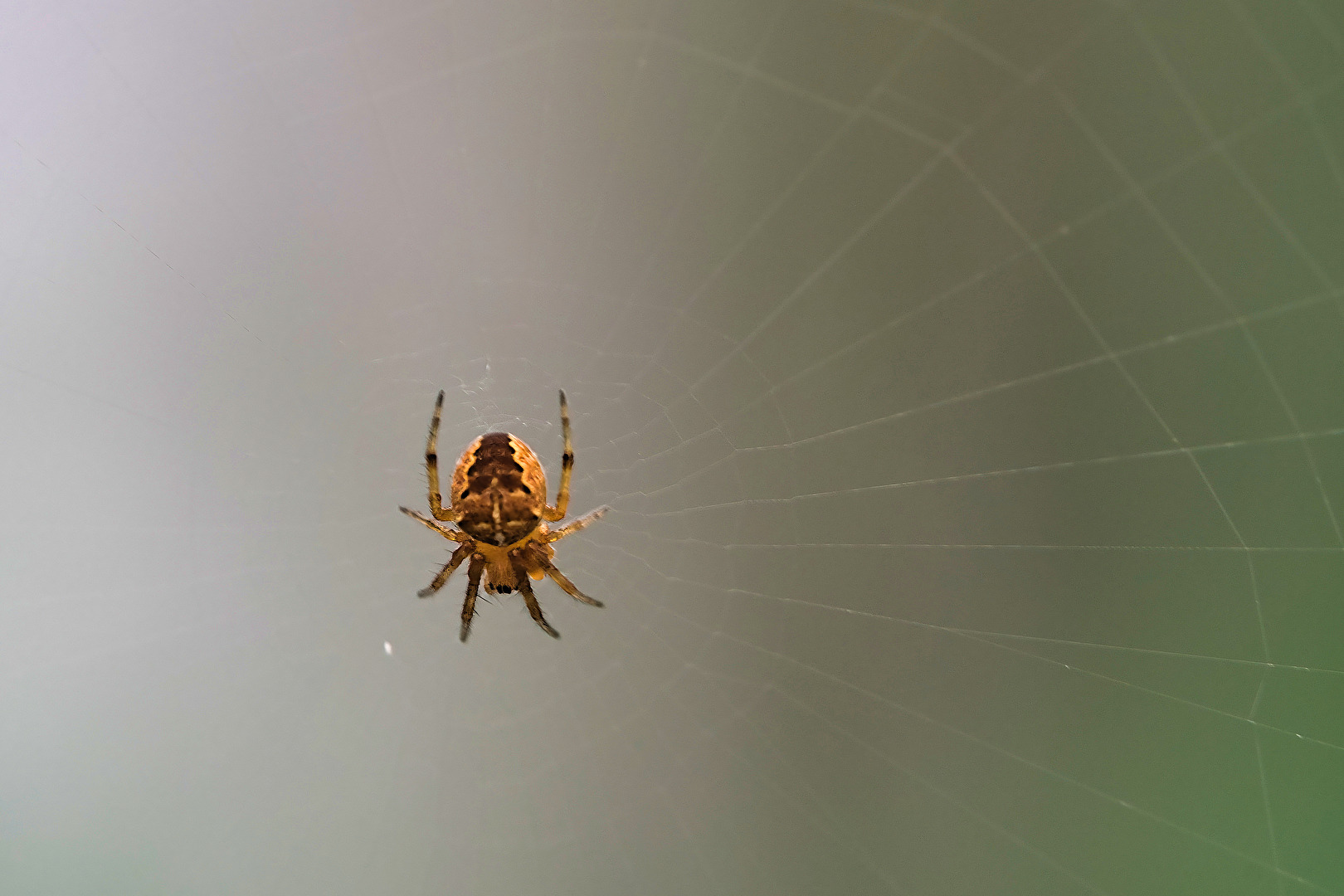 Spinnen und Spinnentiere
