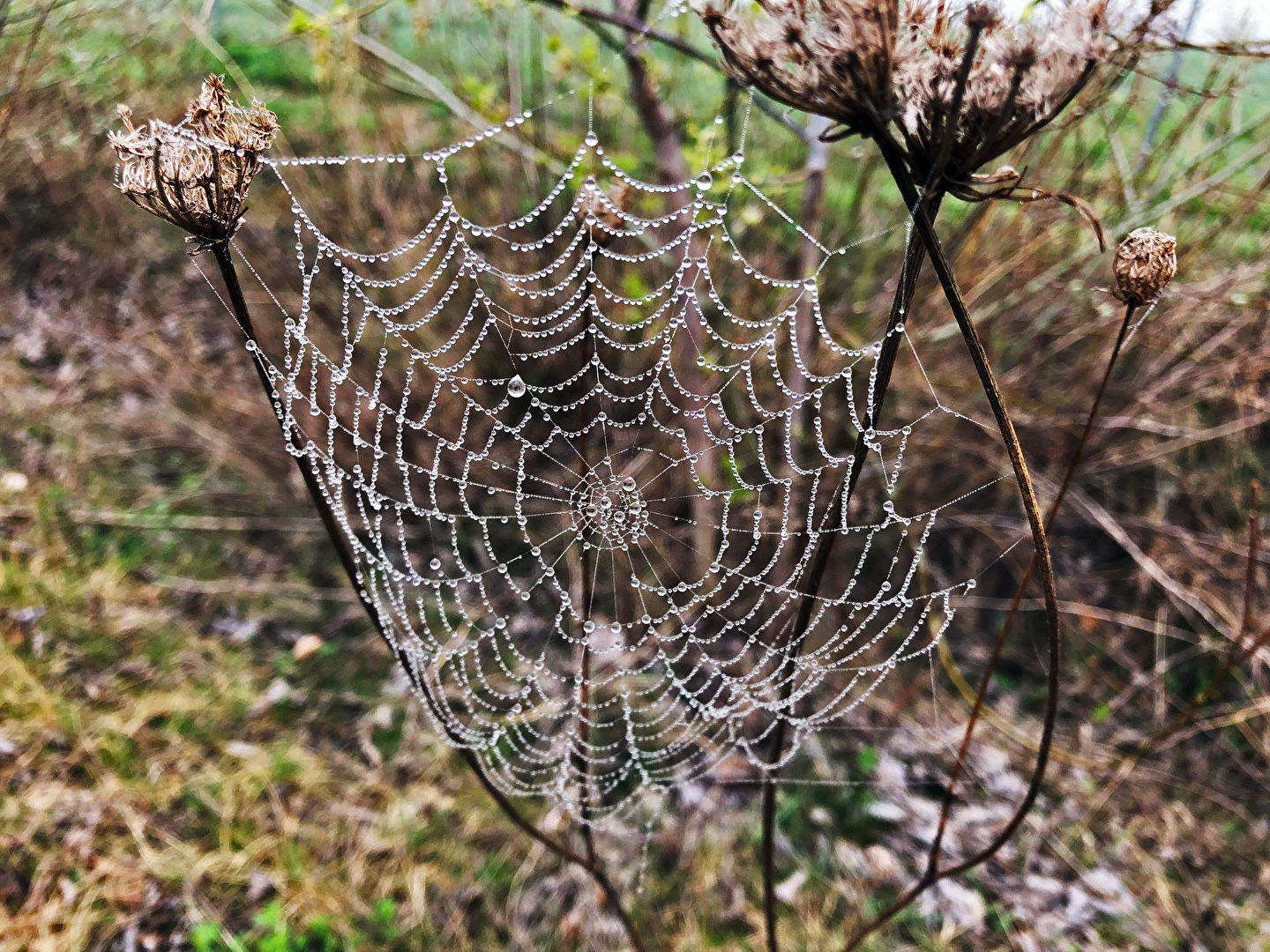 Spinnen und Spinnentiere