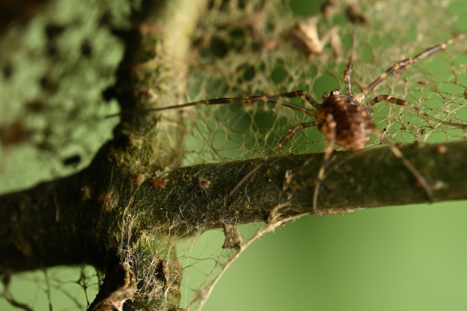Spider & Cross