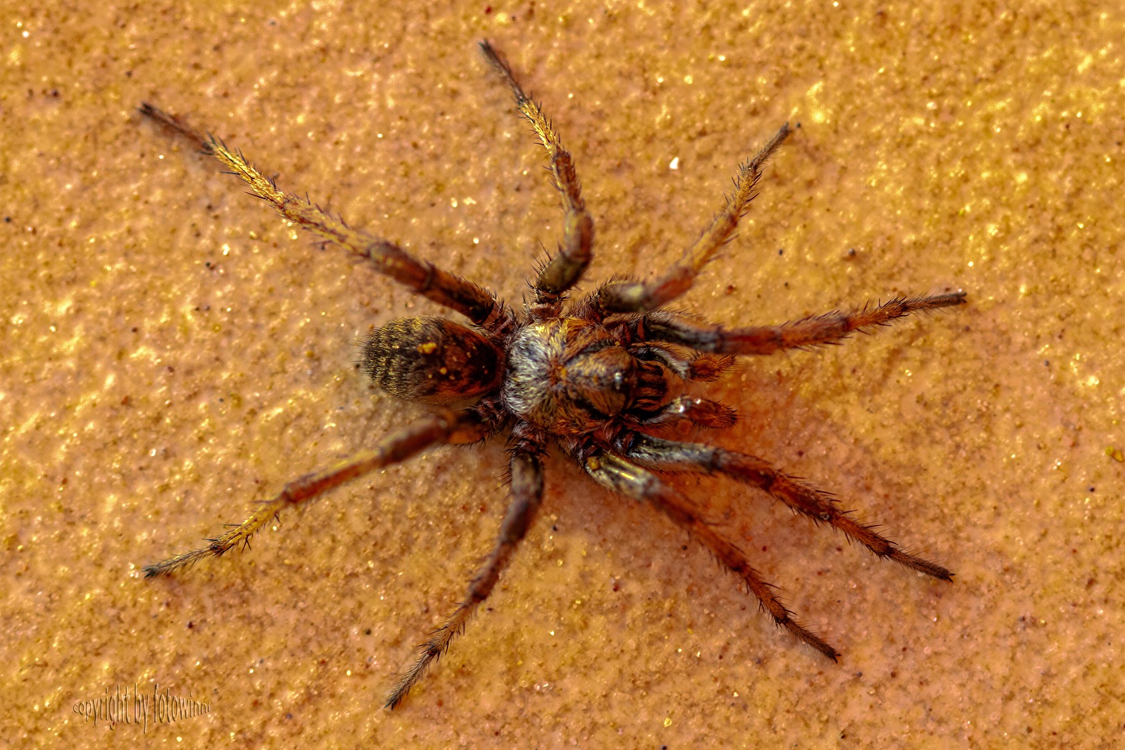 Spinne