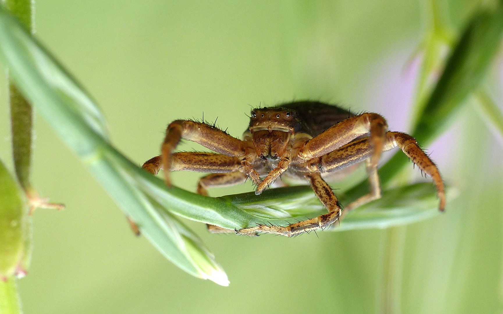 # Insekten - Krabbenspinne
