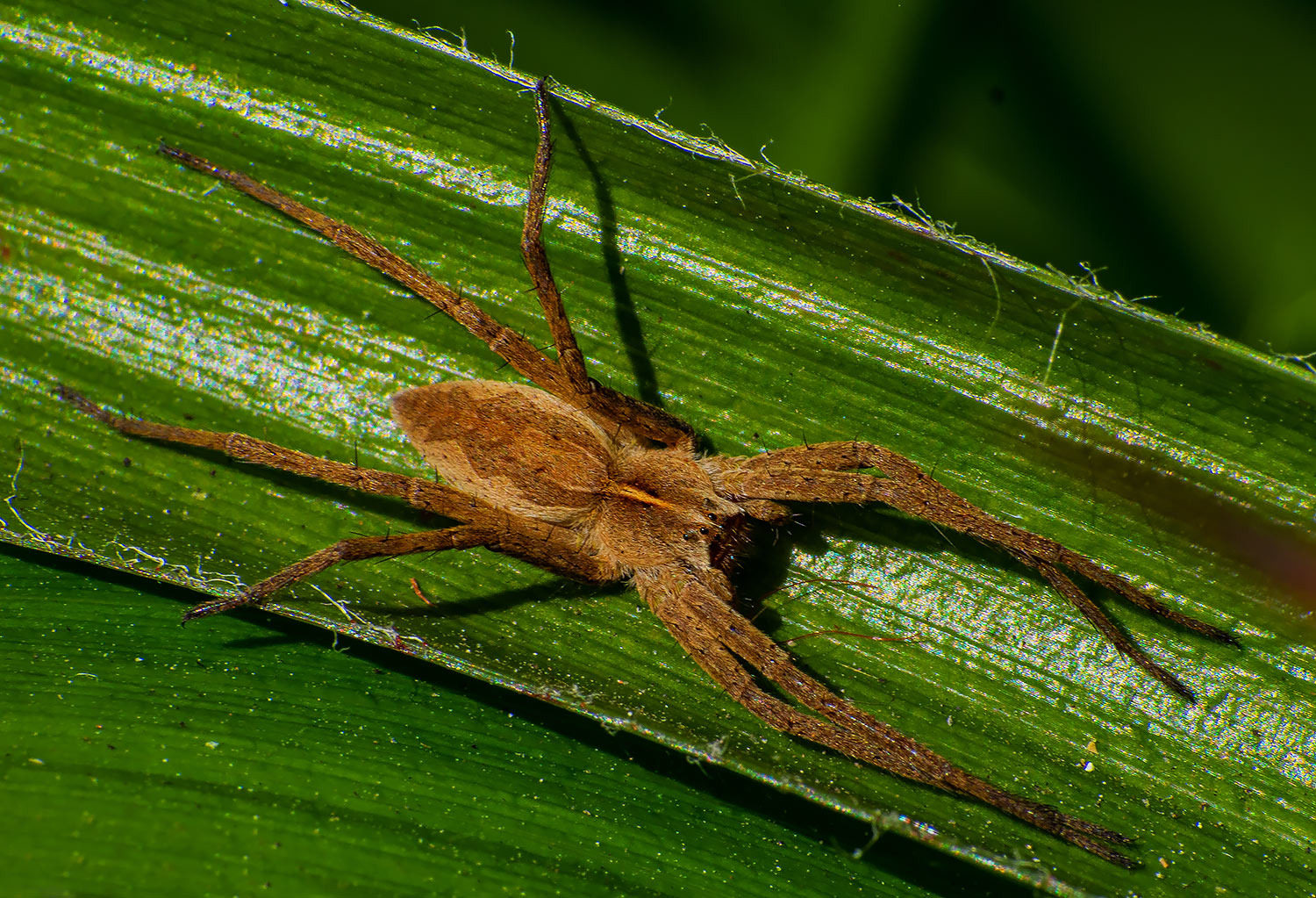 Listspinne (Pisaura mirabilis)