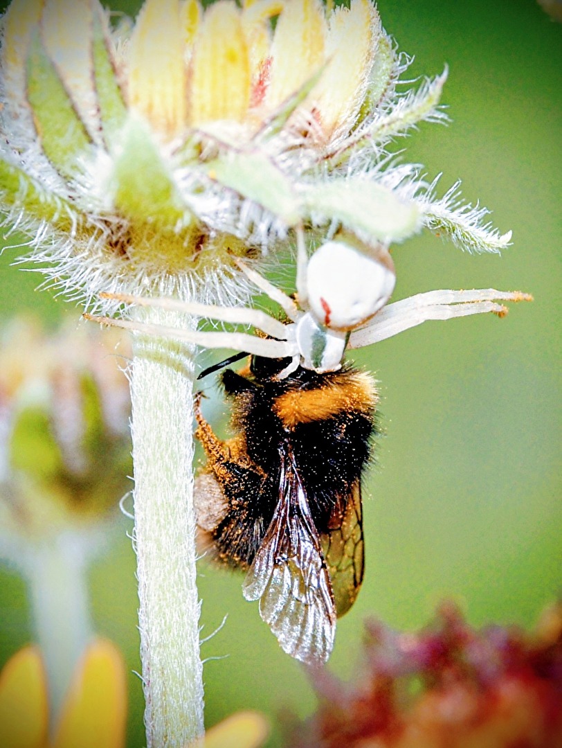 Krabbenspinne mit großer Beute