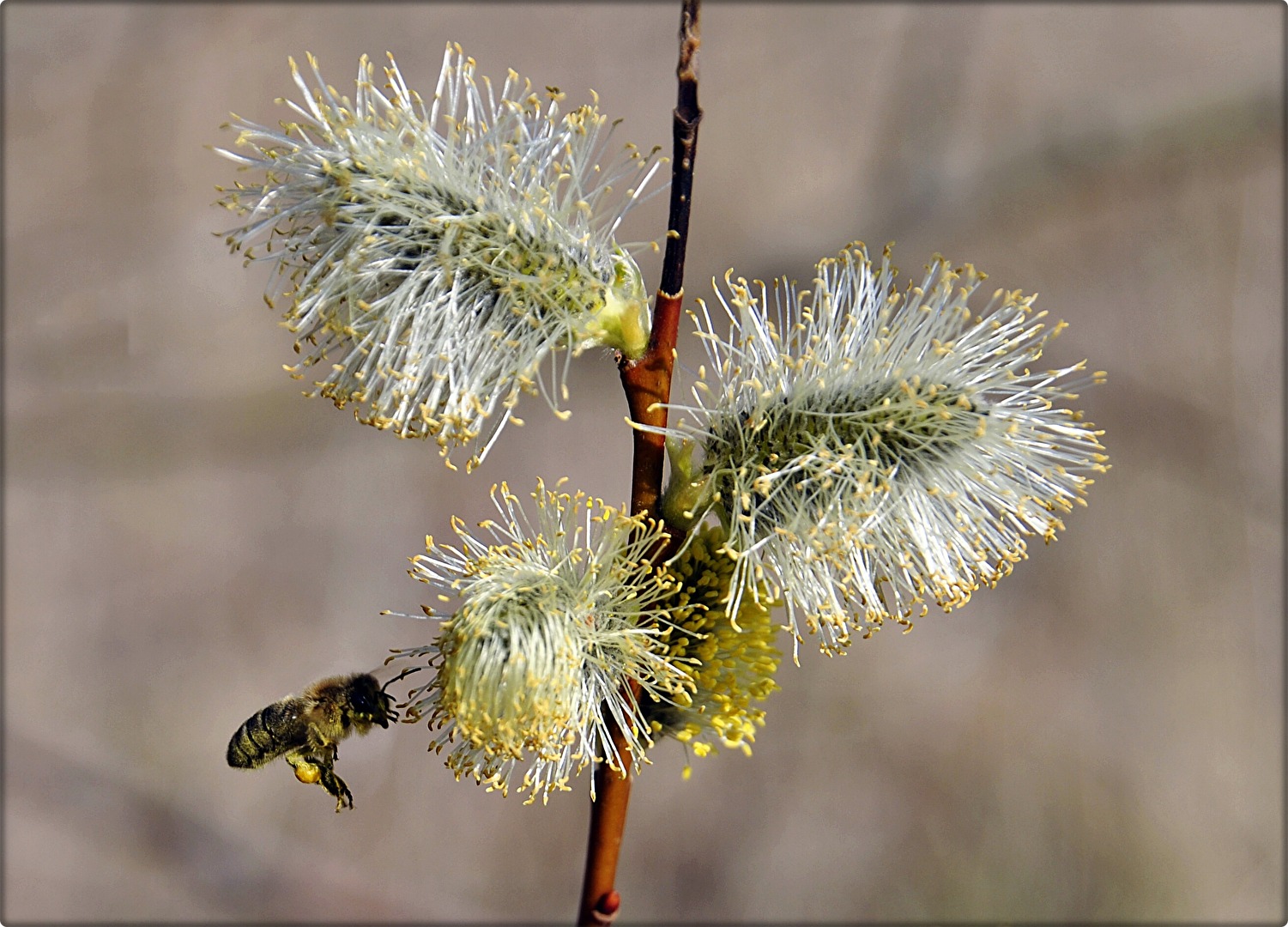 Bienchen im Anflug