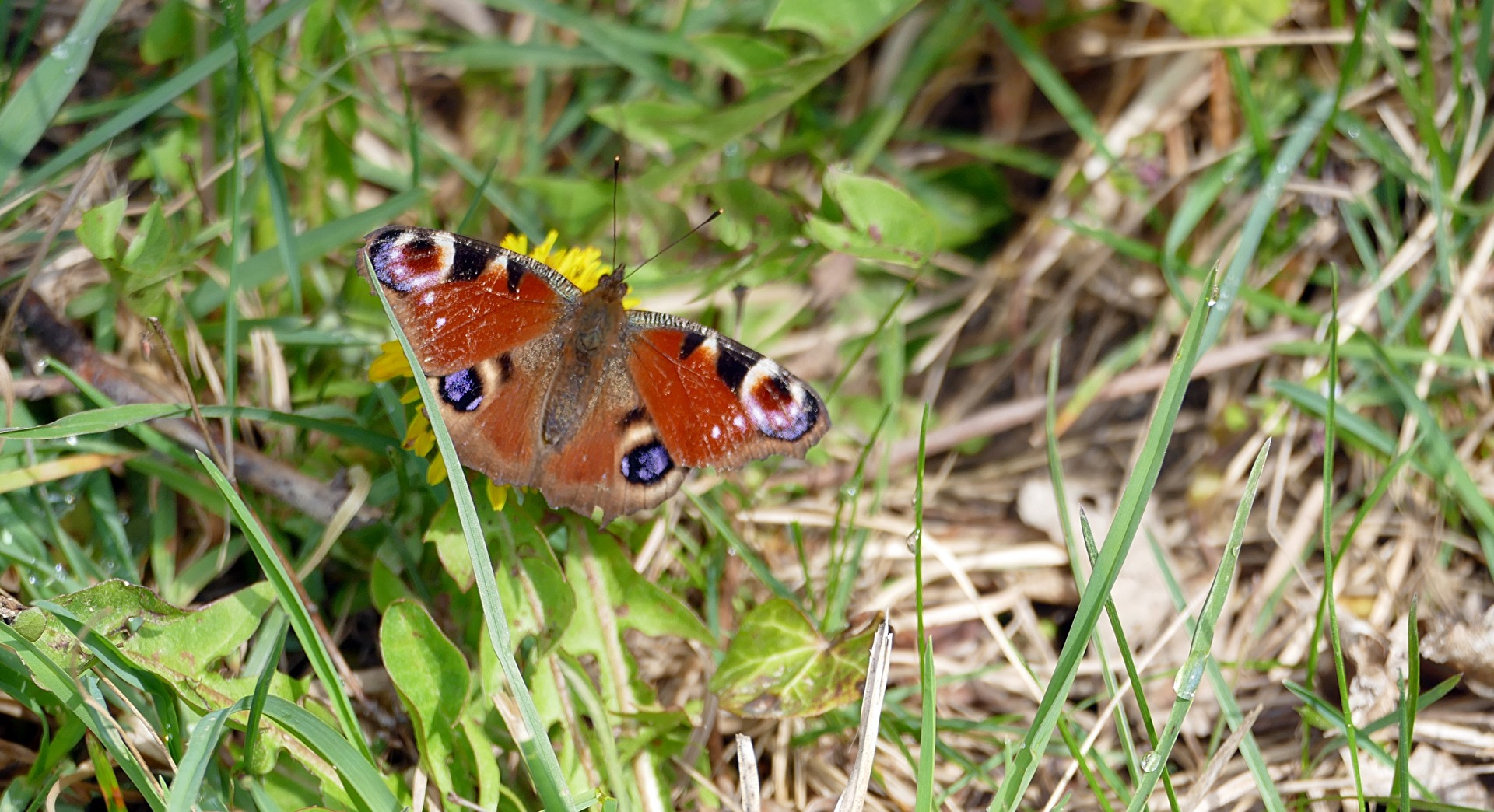 Besucher auf einer Blüte