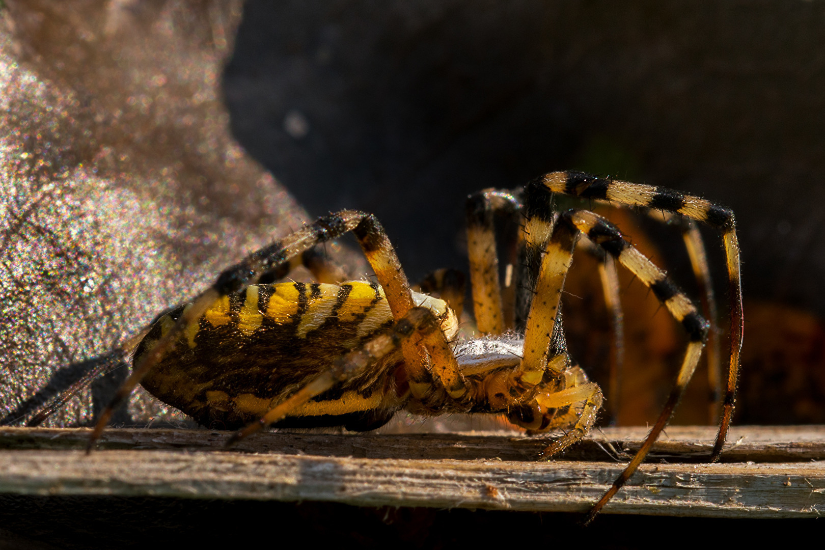 Weibliche Wespenspinne