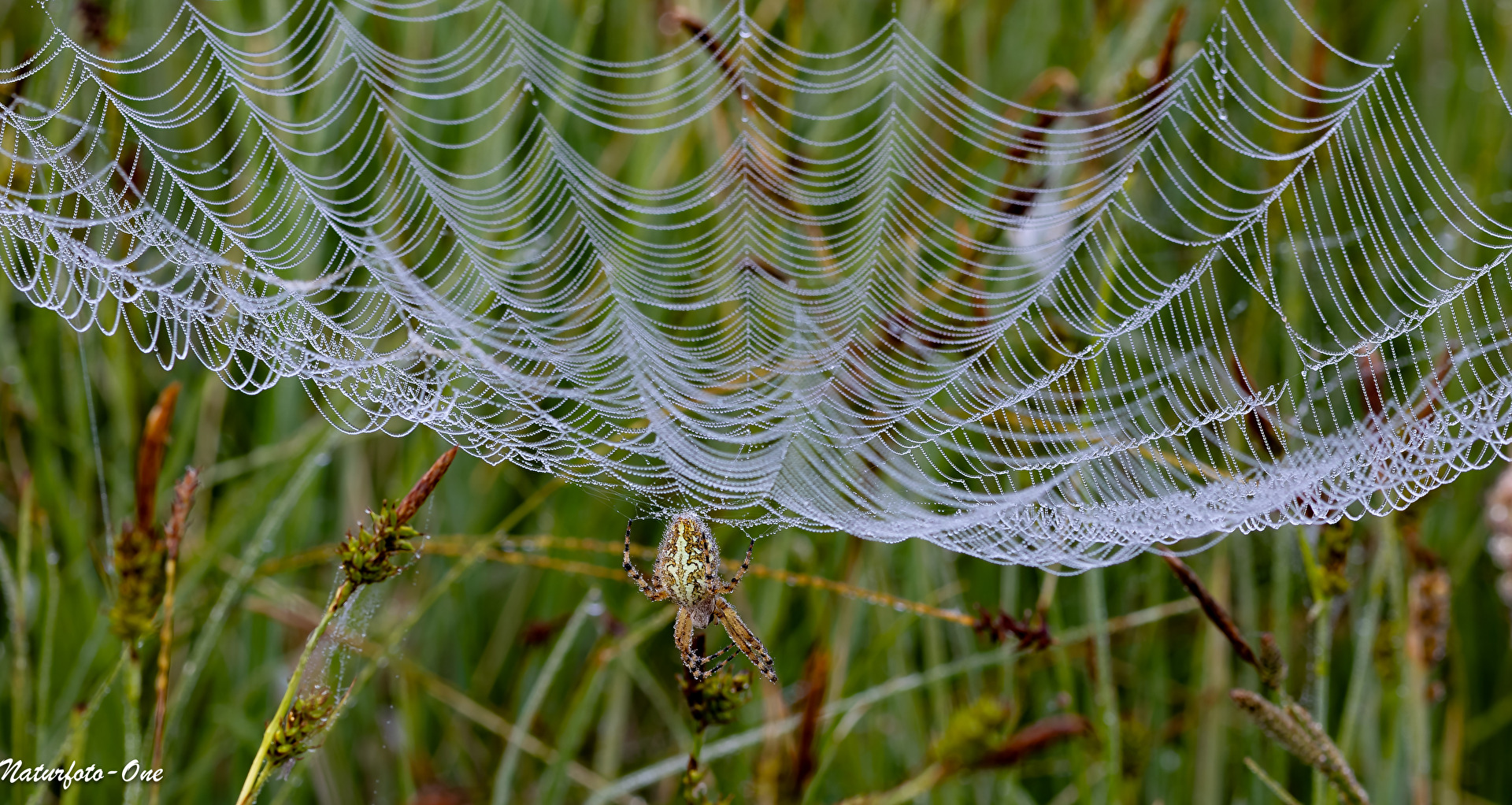 On the net