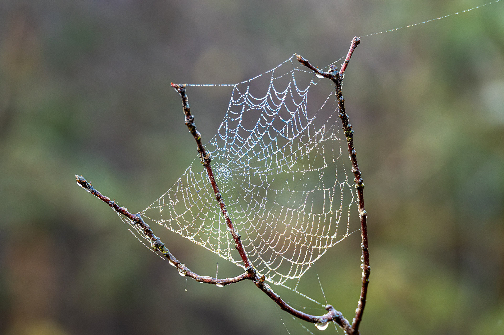 Spiderweb without spider