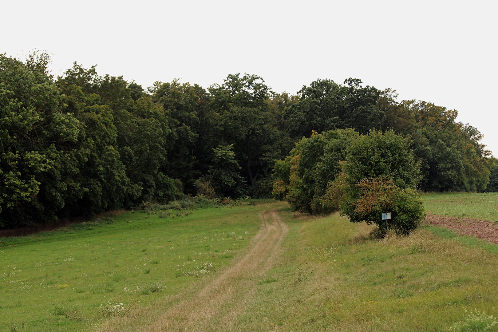 Am Waldrand (1)