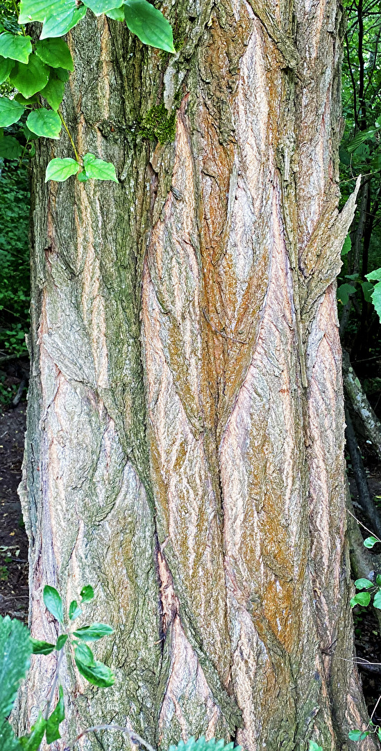 Linien und Formen am Baumstamm