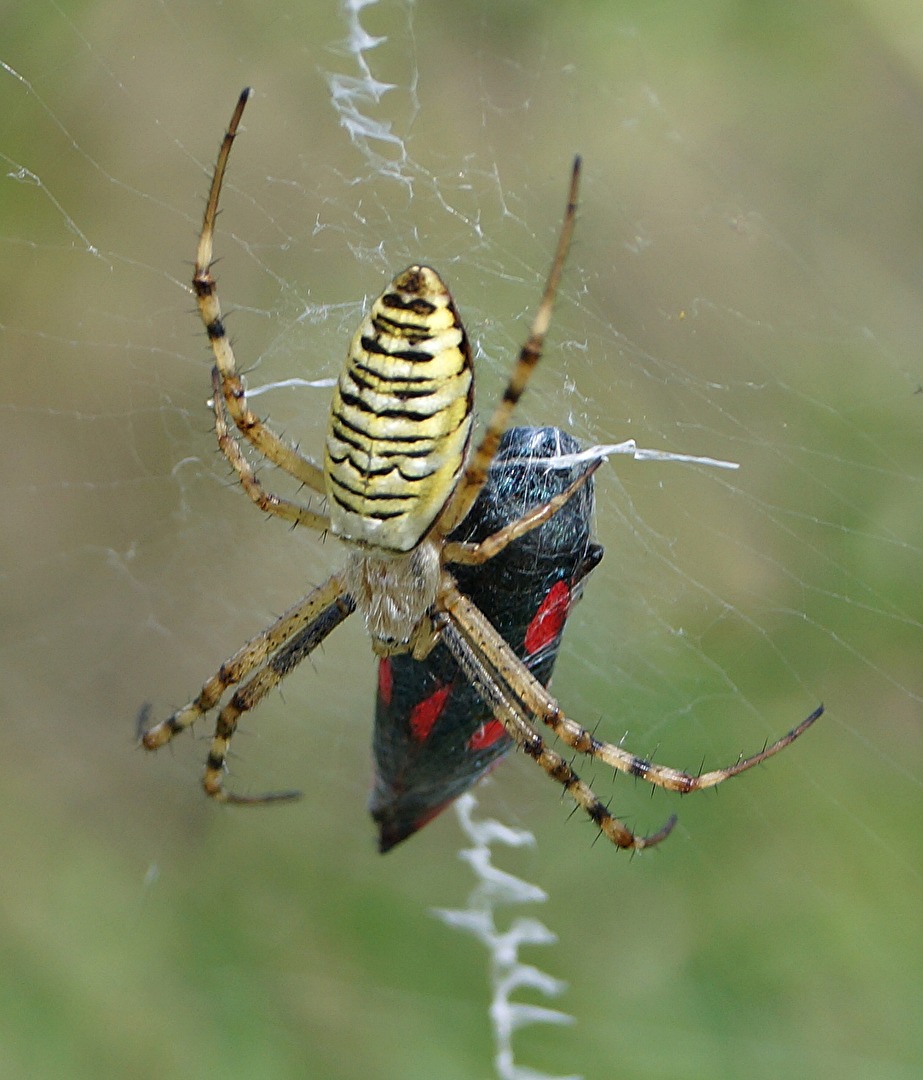 Für die Wespenspinne ein gefundenes Fresschen