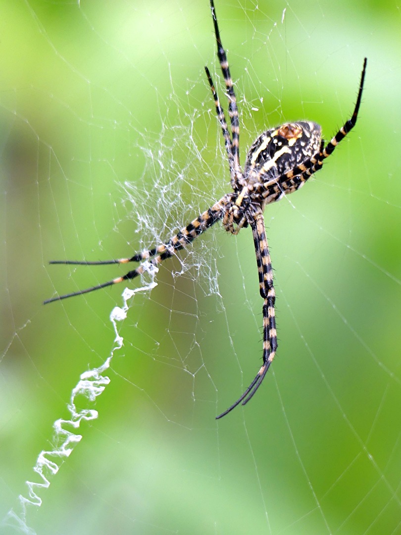 Spinne