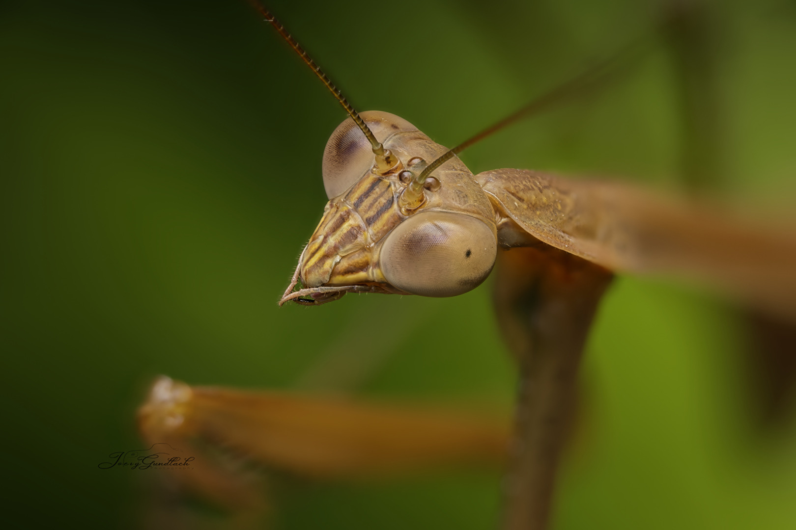 golden Mantis