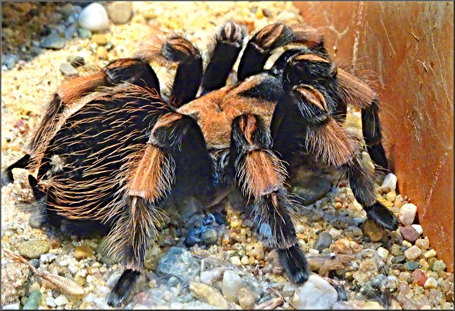 eine Orangebeinvogelspinne