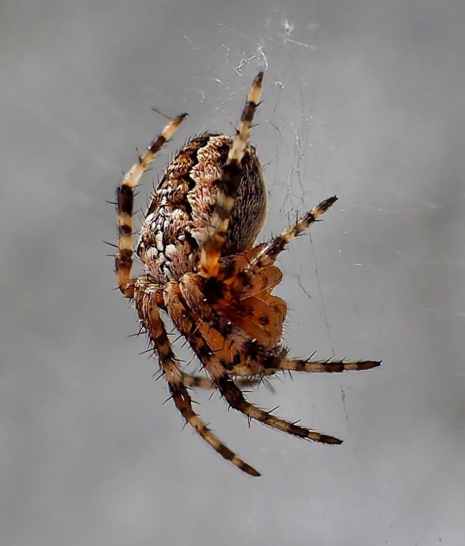 Spinne