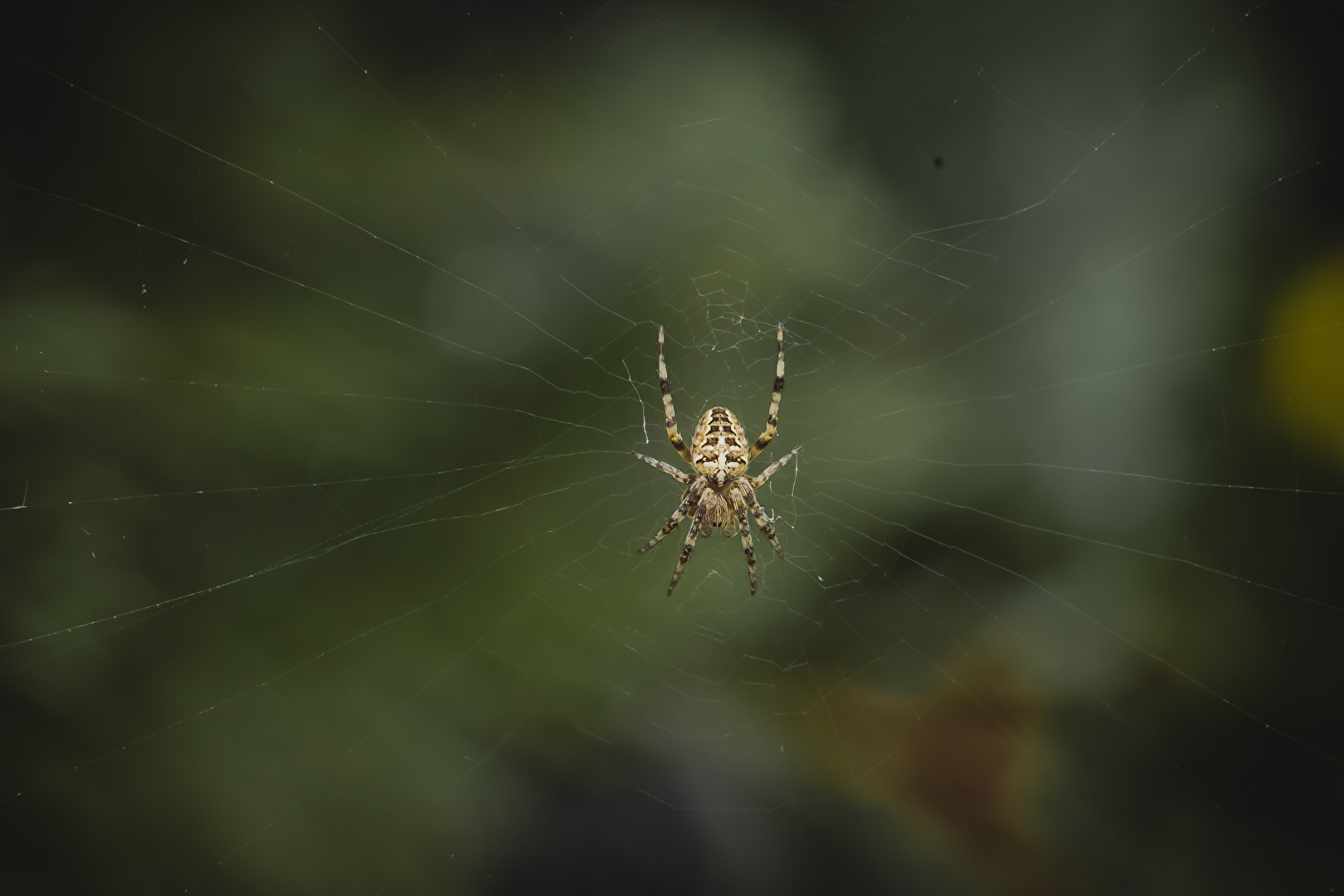 Young Spider