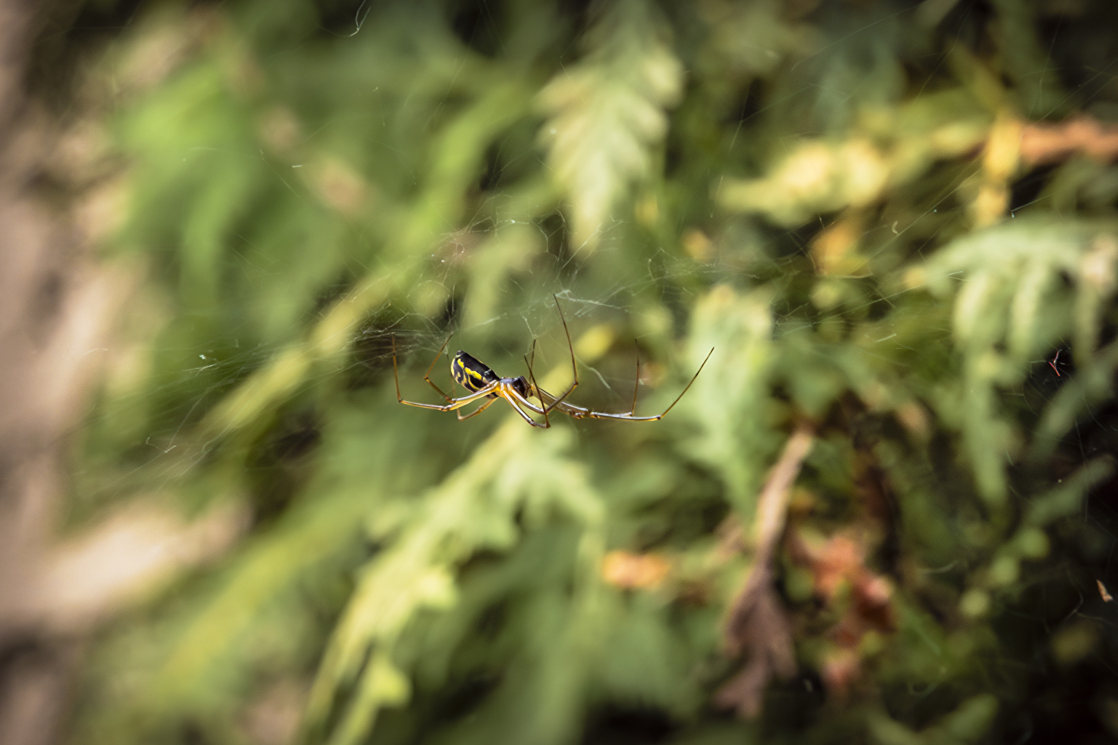 Spider III