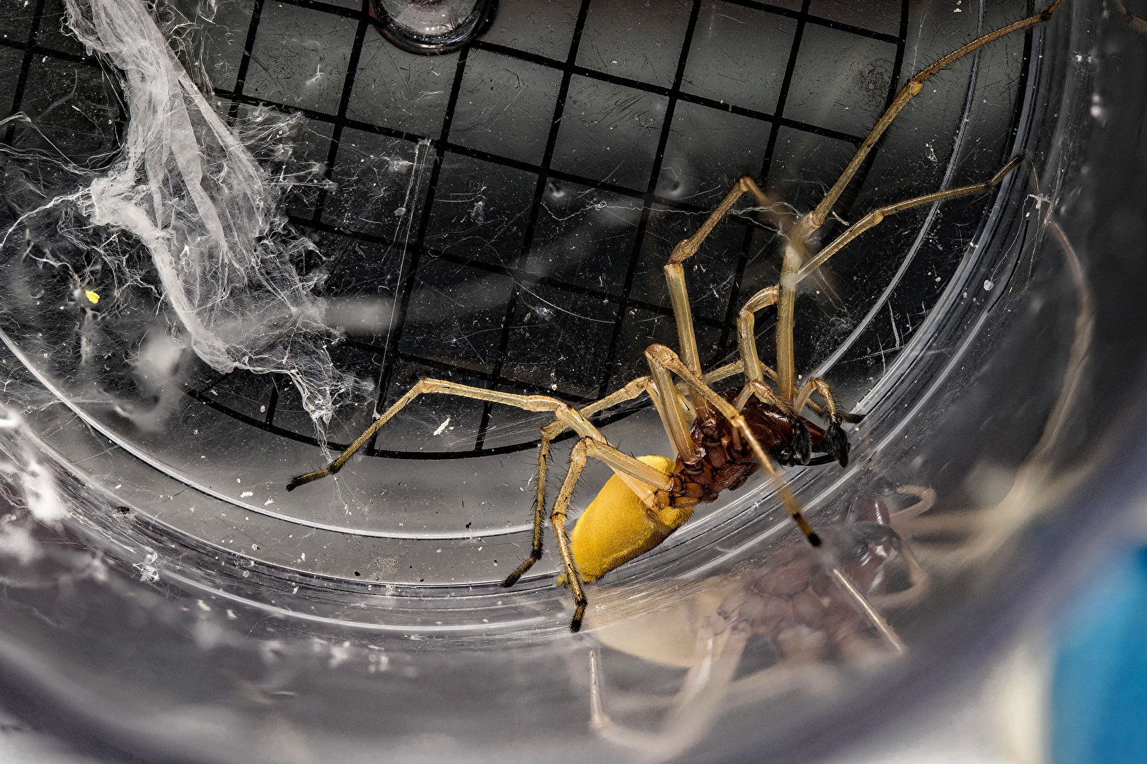 Spider in the Cup Magnifier 3